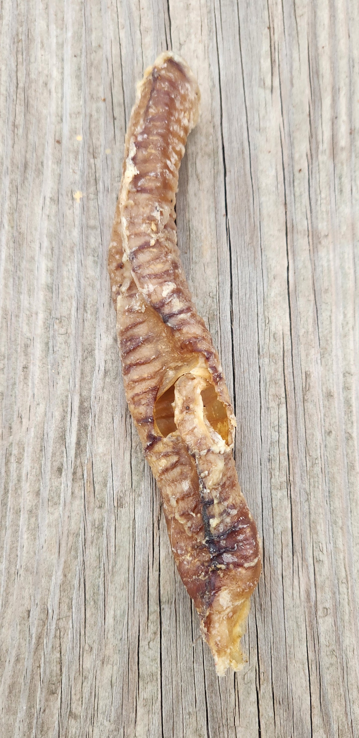 Lamb Trachea