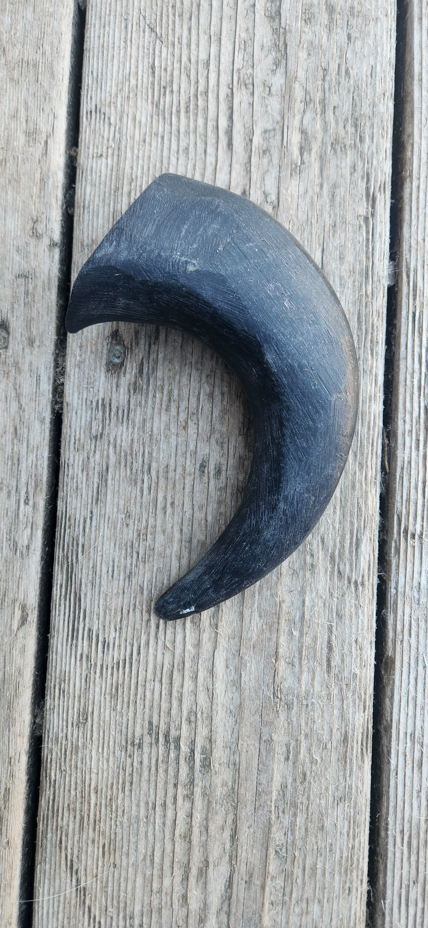 Water Buffalo horns