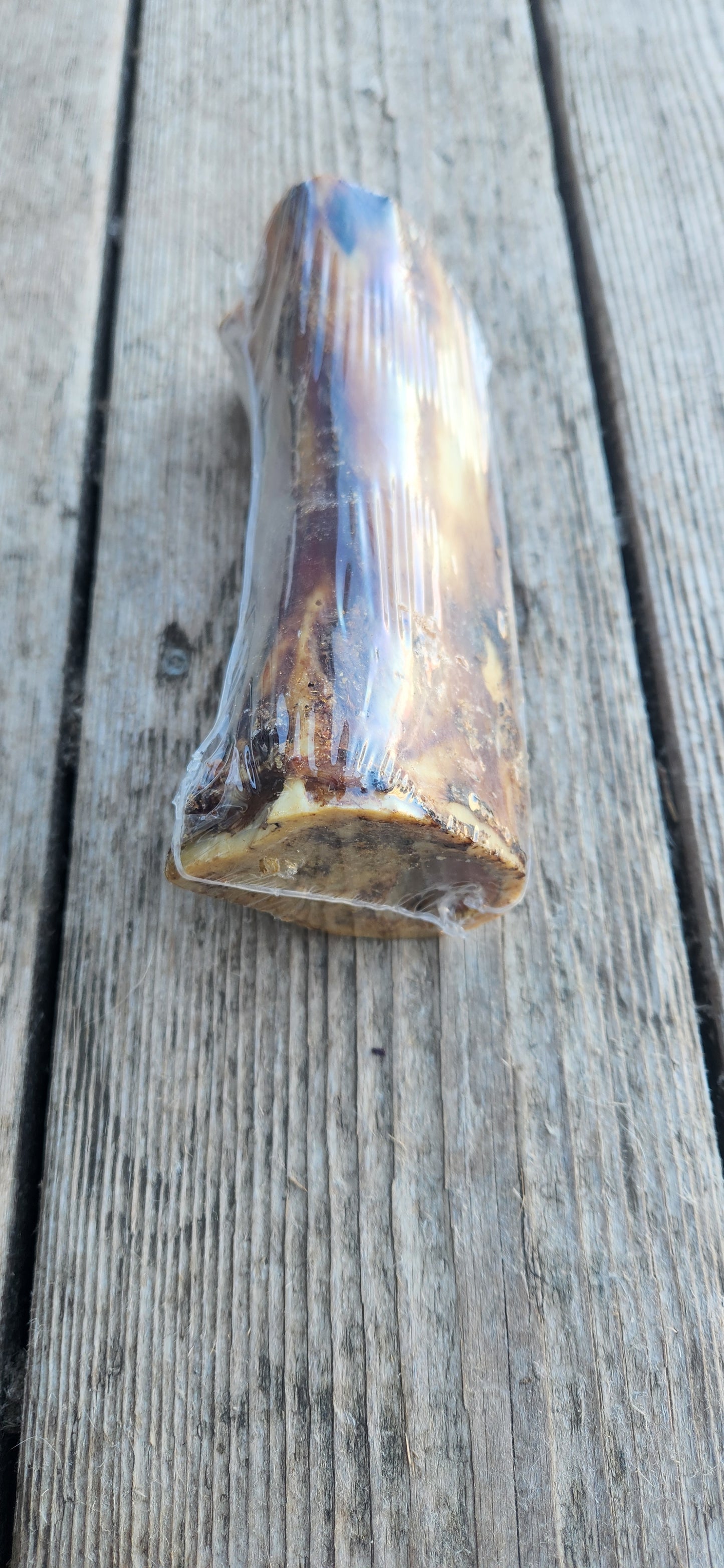 Water Buffalo femur