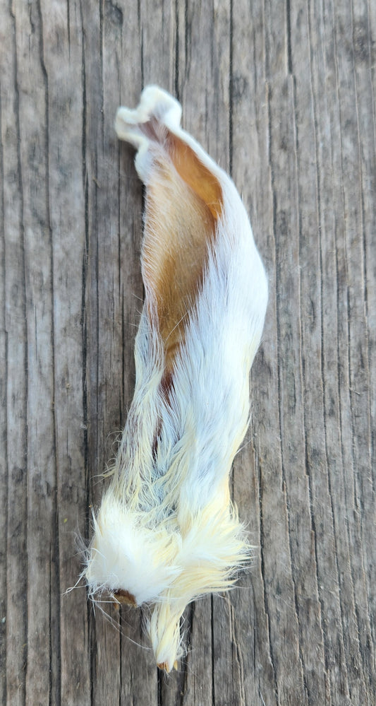 Rabbit Ear
