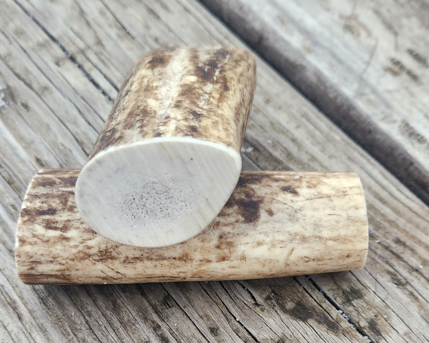 Small Elk Antler(whole) (each)