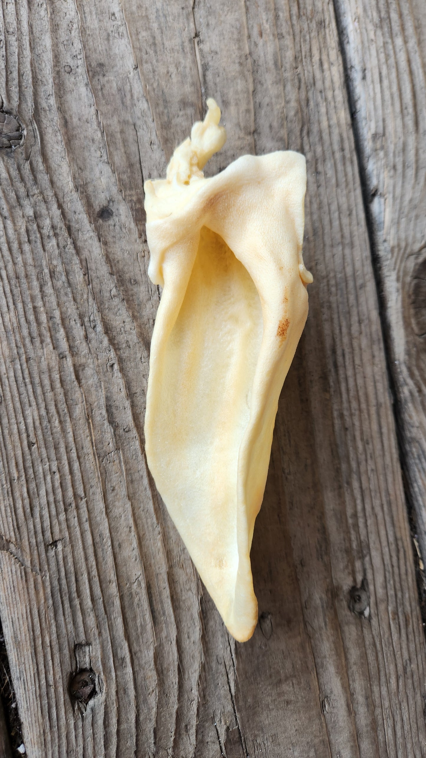 Lamb Ear