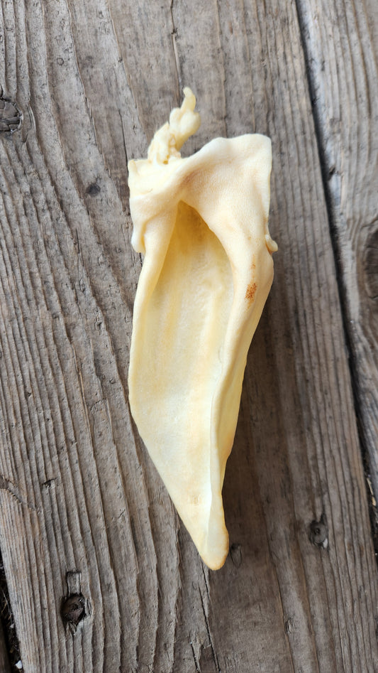 Lamb Ear