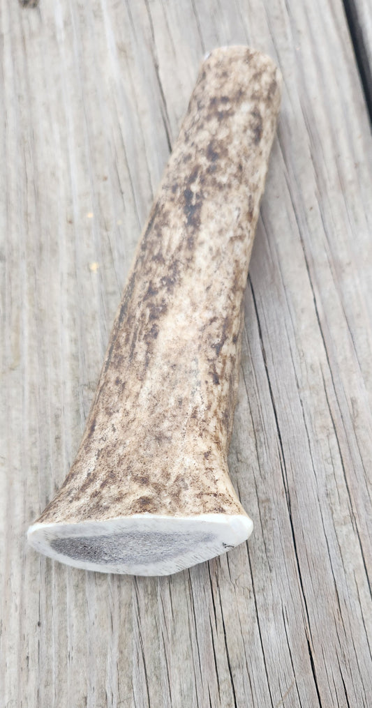 Large Elk Antler